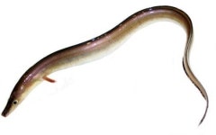 [맛있는 바다] 갯장어