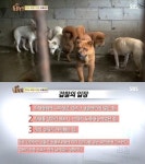 동물농장 백구, 학대 가해자 벌금 30만원 어차피 도축대상이었다 논란