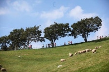 [부블부블-부산블로그] 가을날의 동화 속으로…대관령 양떼목장