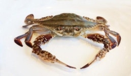 [맛있는 바다] 꽃게