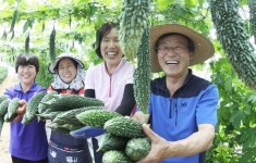 [포토뉴스] 신소득 틈새작물 여주