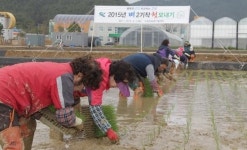 [포토뉴스] 고성군서 경남 첫 모내기