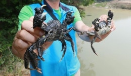 기장 장안천 되돌아온 참게