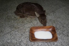 [포토뉴스] 합천경찰서 새끼 고라니 구조