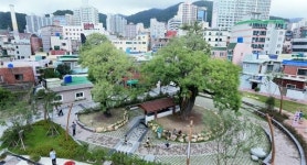 [나무야 놀자] 2. 괴정 회화나무샘터공원