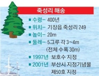 [나무야 놀자] 3. 기장군 죽성리 해송