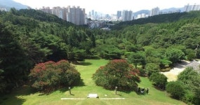 [나무야 놀자] 4. 화지공원 배롱나무
