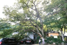 [나무야 놀자] 6. 강서구 산양마을 팽나무