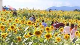 Q. 함안 강주마을 해바라기 축제는 어떻게 朴心 잡았나?