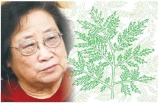 [밀물 썰물] 개똥쑥