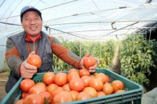 [32면 컬러 부산일보에 바란다] [빨] 토마토 농사 35년째 대저1동 임준택 씨