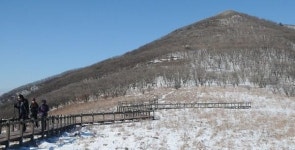 [겨울 강원도 순백의 세상] 원대리 자작나무 숲 & 곰배령 트레킹