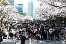 부경대, 벚꽃축제 핑크캠퍼스 개최