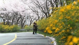 산청 황매산 진입로 황금 물결 장관