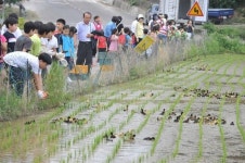 울주군 14년 만에 오리농업 중단, 왜?