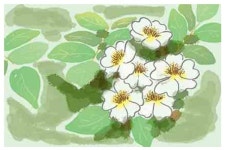 [밀물썰물] 찔레꽃머리