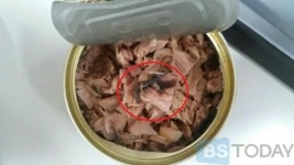 [단독]동원참치서 검은 이물질 또 발견, 회사측 지렁이 아닌 참치 혈관