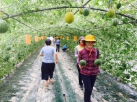 애플수박 농장서 수확의 기쁨 즐겨요