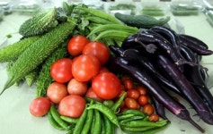 [잘 먹고 잘 사는 법-도시농업] 직접 딴 채소에 건강한 맛 담아 셰프, 텃밭을 요리하다