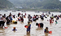 [포토뉴스] 섬진강서 재첩 잡아요