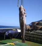 한국인이 메로(멸종위기 어종) 생태 비밀 풀 열쇠 찾았다