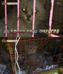 TV 동물농장이 고발한 부산 고양이공장 사장 쟤네보다 내가 불쌍해 막말