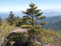산림청, 지리산 구상나무 집단고사 현황 조사