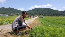 폭염에 거제 청마꽃들축제도 비상…코스모스 성장 멈춰