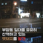 부산시민공원 남문 앞 도로에 멧돼지 출몰