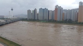 1.2m 높인 양산천 둑, 15만 신도시 구했다