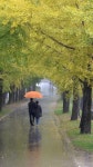 [포토뉴스] 가을비 우산 속 노란색 은행나무 길