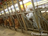 전북 정읍 한우농가 구제역 의심 신고...충북 보은에 이은 두 번째