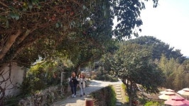 [거제 동백섬 지심도] 붉은 꽃 보러 갔다가 푸른 섬에 반했네