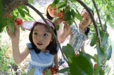 [포토뉴스] 거창 상촌마을 체리농장의 동심