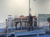 마사회, 렛츠런팜 장수목장에 육성마 복합훈련센터 개장