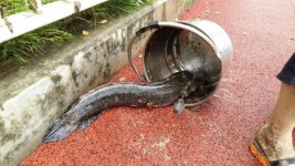 청주, 폭우가 휩쓸고 간 자리...내팽겨쳐진 장어-거북이 처참