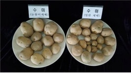 기장군농업기술센터, 감자 눈꽂이 재배 성공