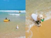 여름휴가 반려견·묘와 함께 바다로 산으로 …똥 가져오면 간식 드려요