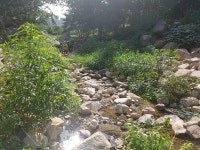 가뭄… 말라 버린 대천천