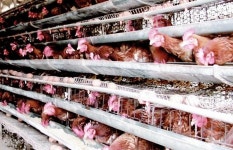 [밀물썰물] 동물복지농장