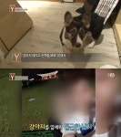 궁금한 이야기 Y 강아지와 집밥 사랑했던 남자…그의 진짜 모습은 무엇인가?