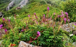 [포토뉴스] 산에는 꽃이 피네, 가을 꽃이~