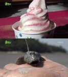 2TV 생생정보 미스터Lee의 사진 한 컷, 전남 신안군 증도-흑산도 여행