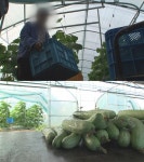 궁금한 이야기 Y 17년만의 노예 탈출, 그는 왜 오이농장을 벗어나지 못했나