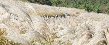 [포토뉴스] 장산 억새평원 은빛 물결