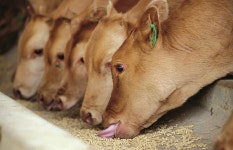 농협사료, 국제 곡물가격 하락으로 배합사료 가격 2.2% 인하