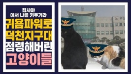 길고양이 돌봄 자처한 덕천 지구대 집사라 행복하지만 비용 걱정 한숨