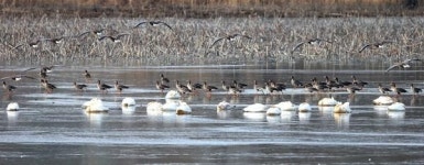 창원시-환경단체, 주남저수지에 재두루미 쉼터 논란