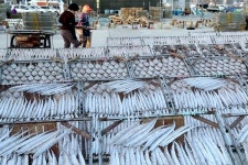 [포토뉴스] 겨울 바람에 익어가는 비릿한 맛