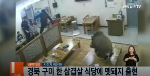 나도 고기 줘! 멧돼지, 삼겹살 집 난입…동족 희생 볼 수 없었나